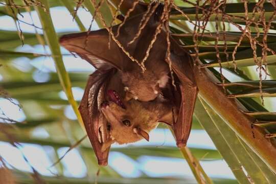 Image of Angolan Epauletted Fruit Bat