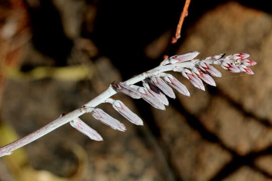 Image of Adromischus umbraticola C. A. Smith