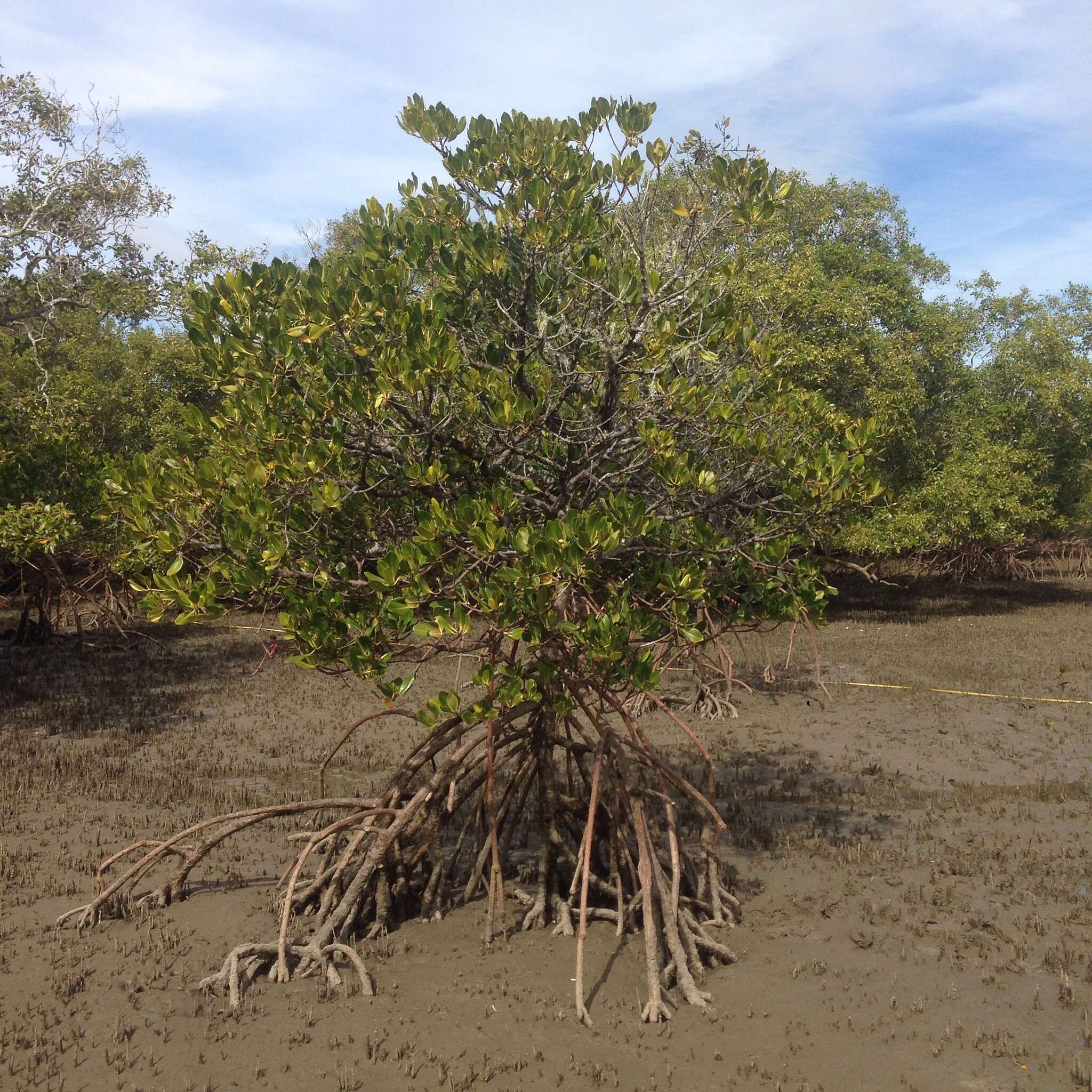 Image of Long-style stilt mangrove