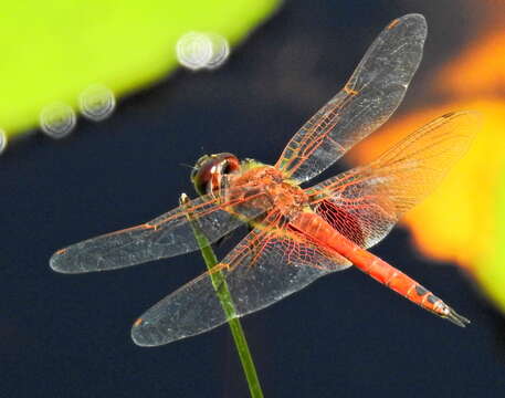 Tramea limbata (Desjardins 1835) resmi