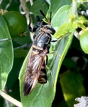 Image of Hermetia subpellucida James & Wirth 1967