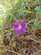 Image of Geranium potentillifolium DC.