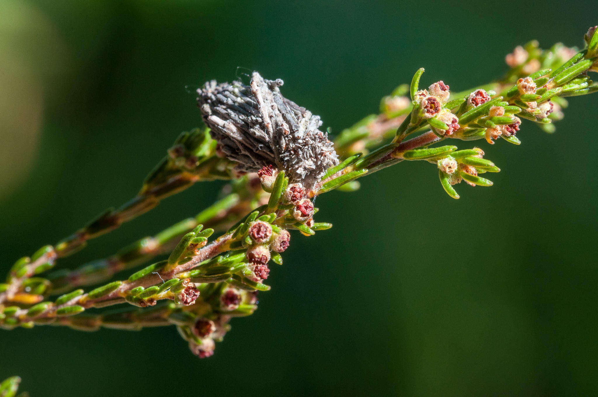 Image of Erica serrata Thunb.