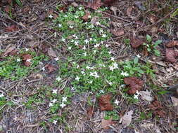 Image of roundleaf bluet