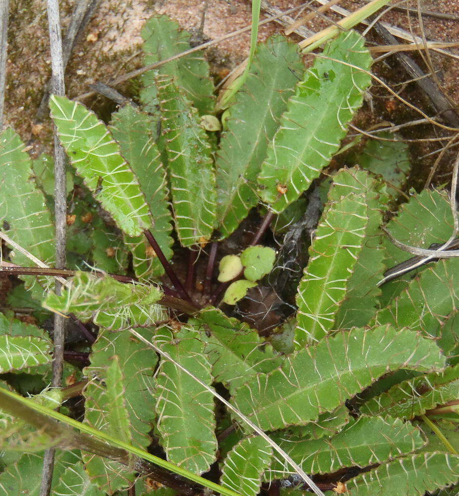 Image of Alepidea capensis var. capensis