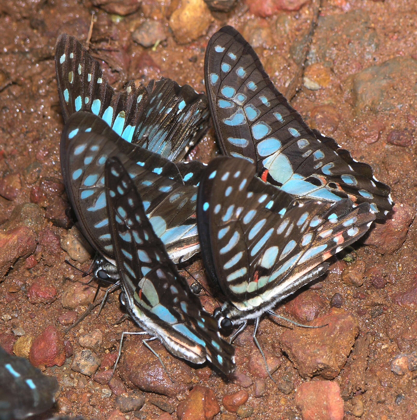 Image de Graphium arycles (Boisduval 1836)