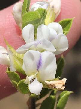 Image of Otholobium bowieanum (Harv.) C. H. Stirt.