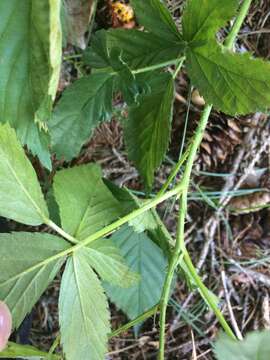 صورة Rubus setosus Bigelow