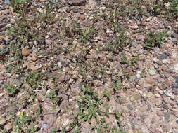 Image of Boerhavia coulteri var. palmeri (S. Wats.) Spellenberg