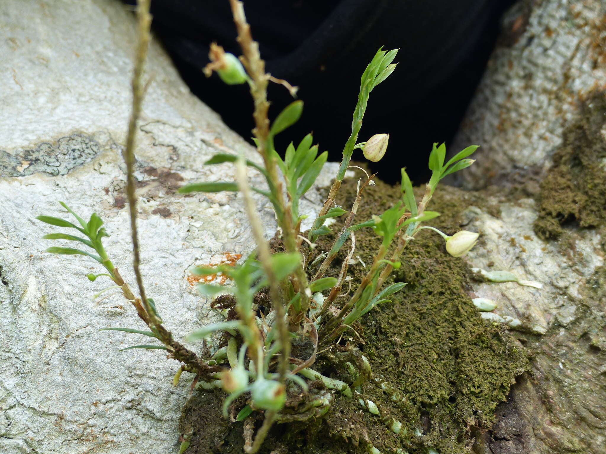 Dichaea panamensis Lindl.的圖片