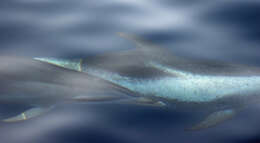 Image of Atlantic Spotted Dolphin