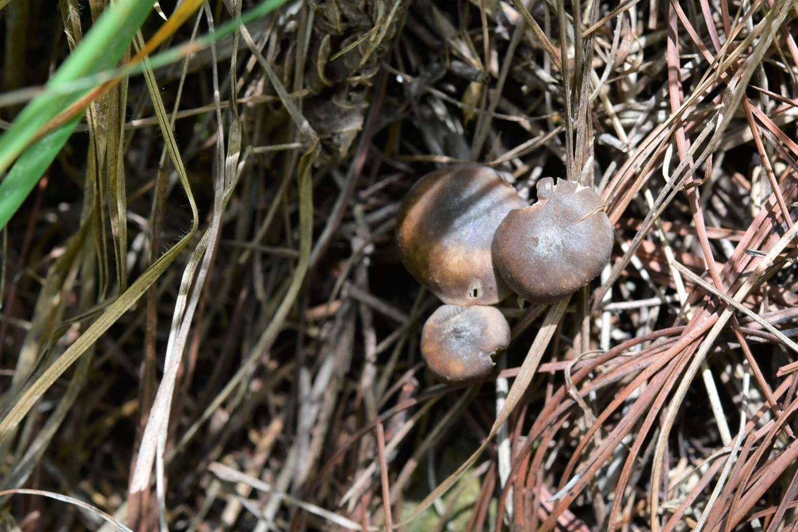 Myochromella boudieri (Kühner & Romagn.) V. Hofst., Clémençon, Moncalvo & Redhead 2015 resmi