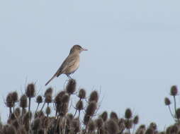 Image of Gray-bellied Shrike-Tyrant