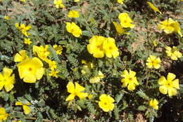 Image of Large-flowered devil-thorns,