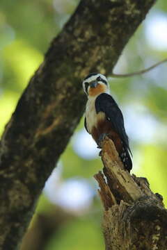 Image of Collared Falconet