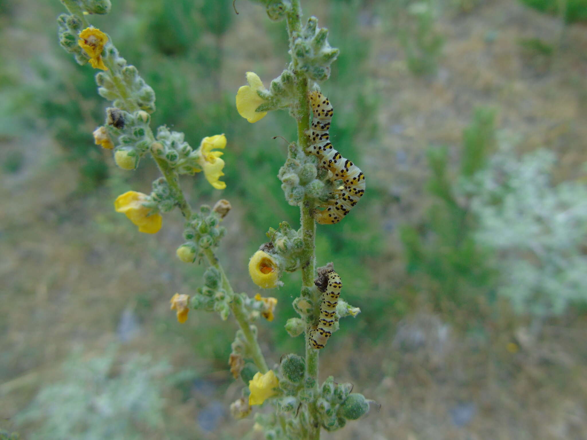 Image of Cucullia lychnitis Rambur 1833