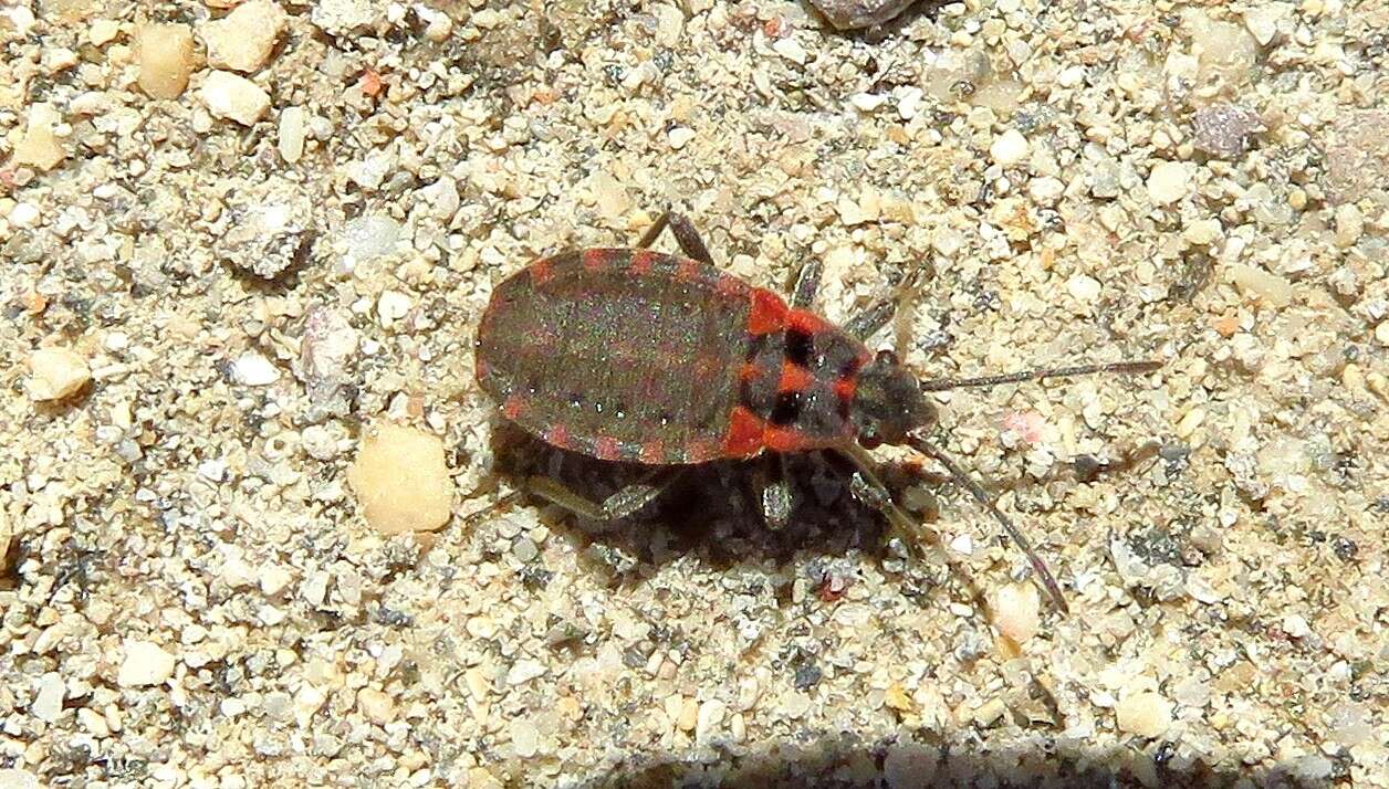 Image of Apterola (Apterola) kuenckeli Mulsant, E. & C. Rey 1866