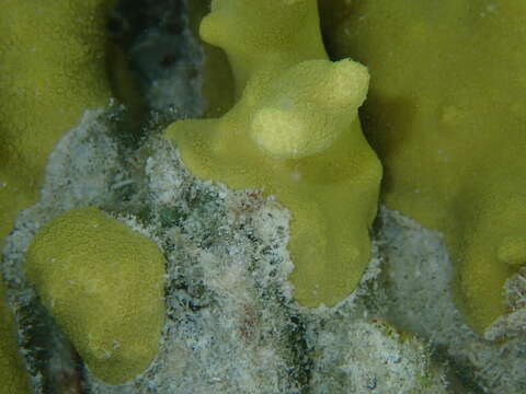 Image of Finger coral