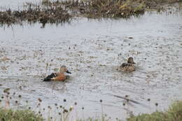 Image of Red Shoveler