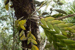 Dendrobium aloifolium (Blume) Rchb. fil.的圖片