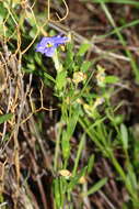 Image of Dampiera linearis R. Br.