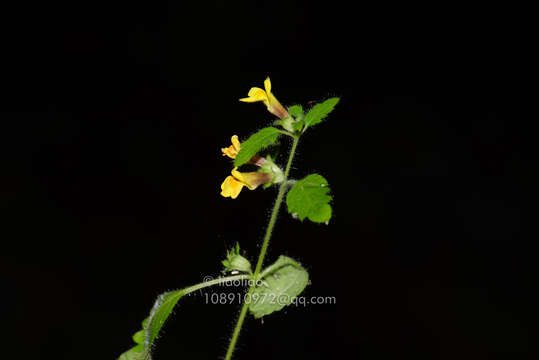 Image of Lindenbergia muraria (Roxb. ex D. Don) Brühl