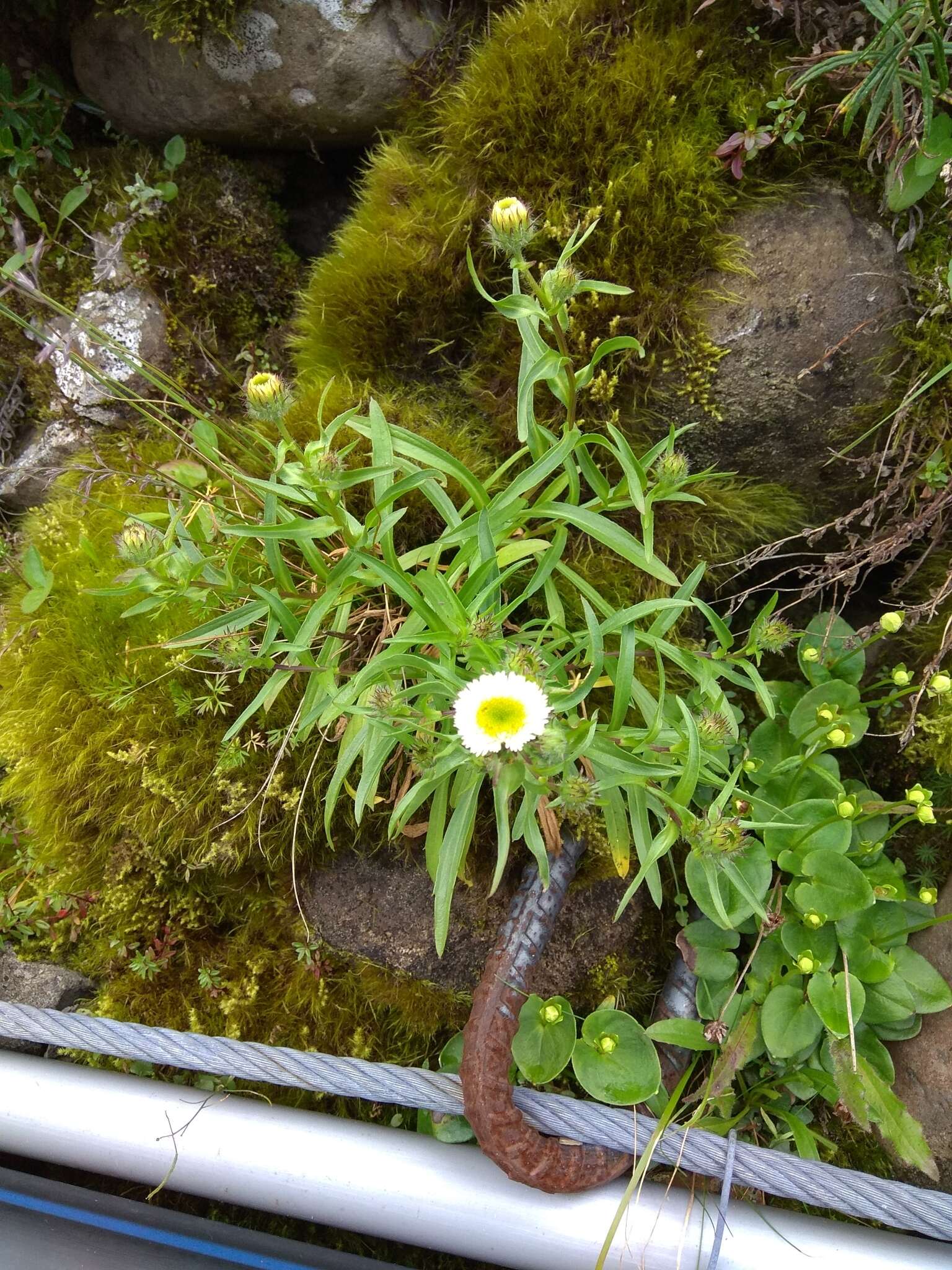 Слика од Erigeron morrisonensis Hayata