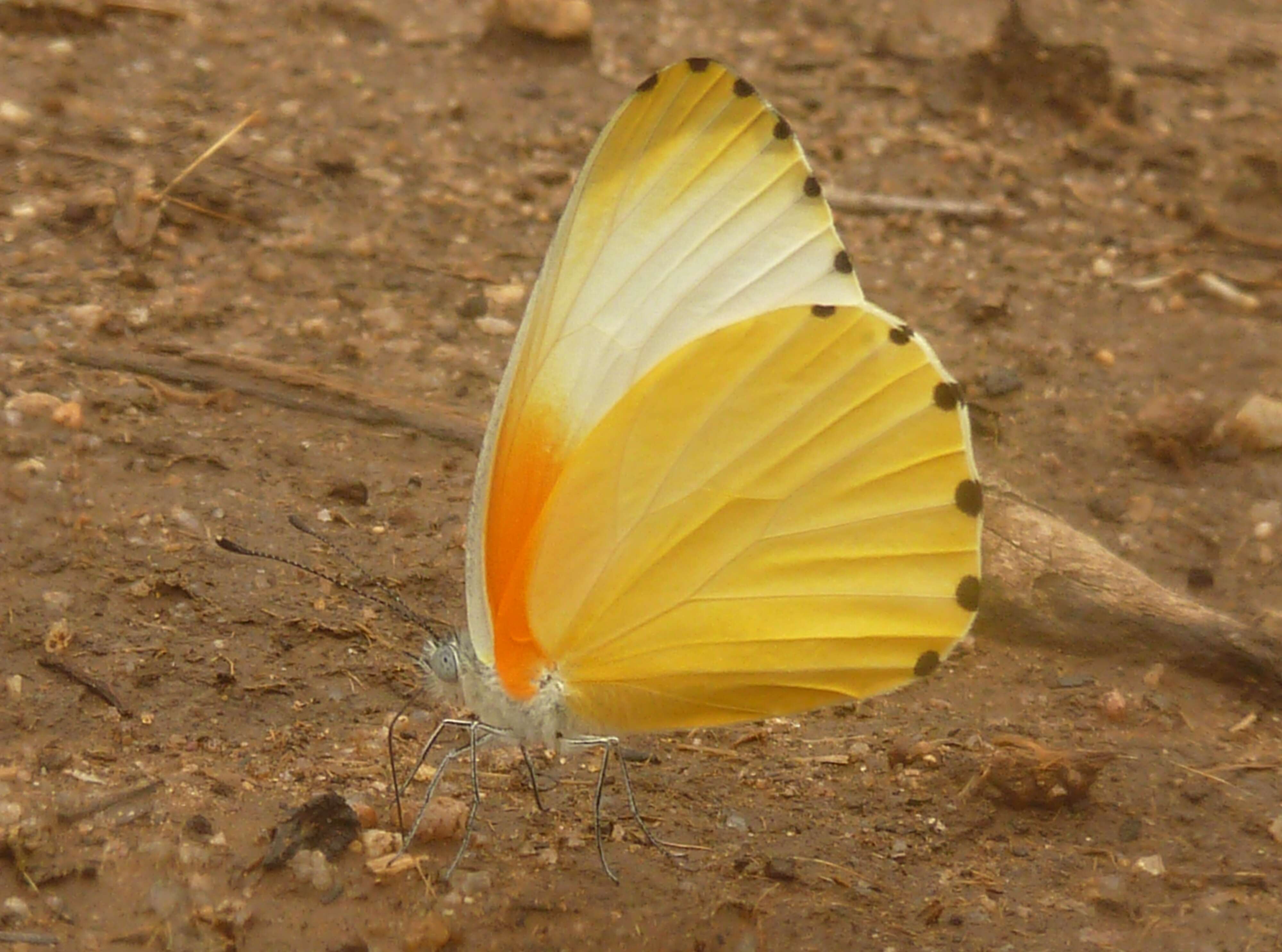 Image of Mylothris xantholeuca