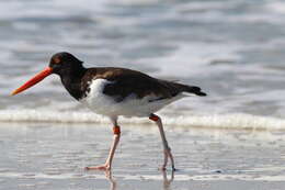 Image of Haematopus palliatus palliatus Temminck 1820