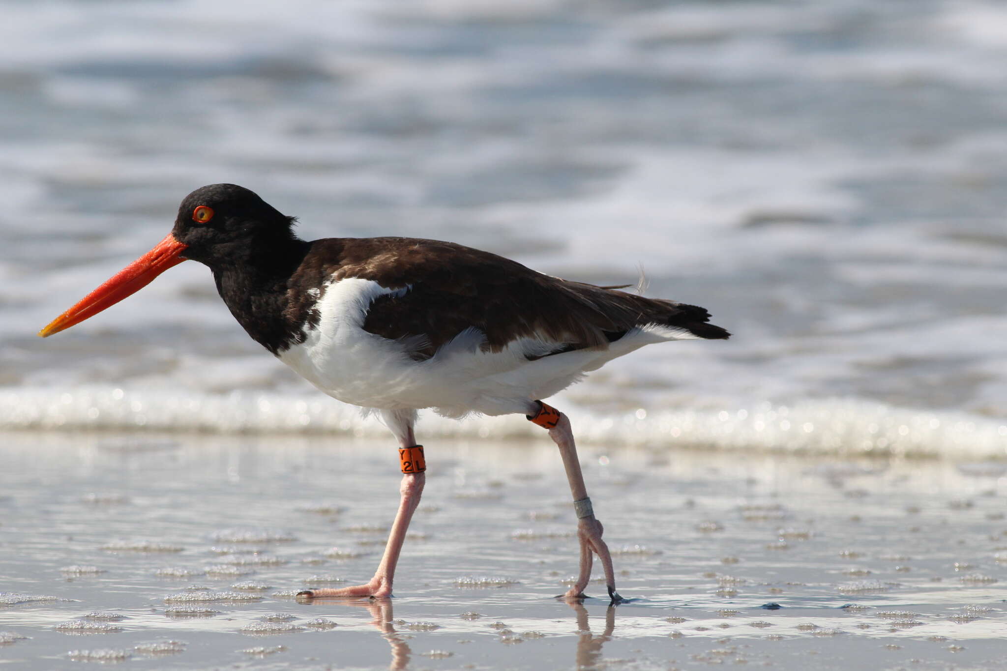 Image of Haematopus palliatus palliatus Temminck 1820