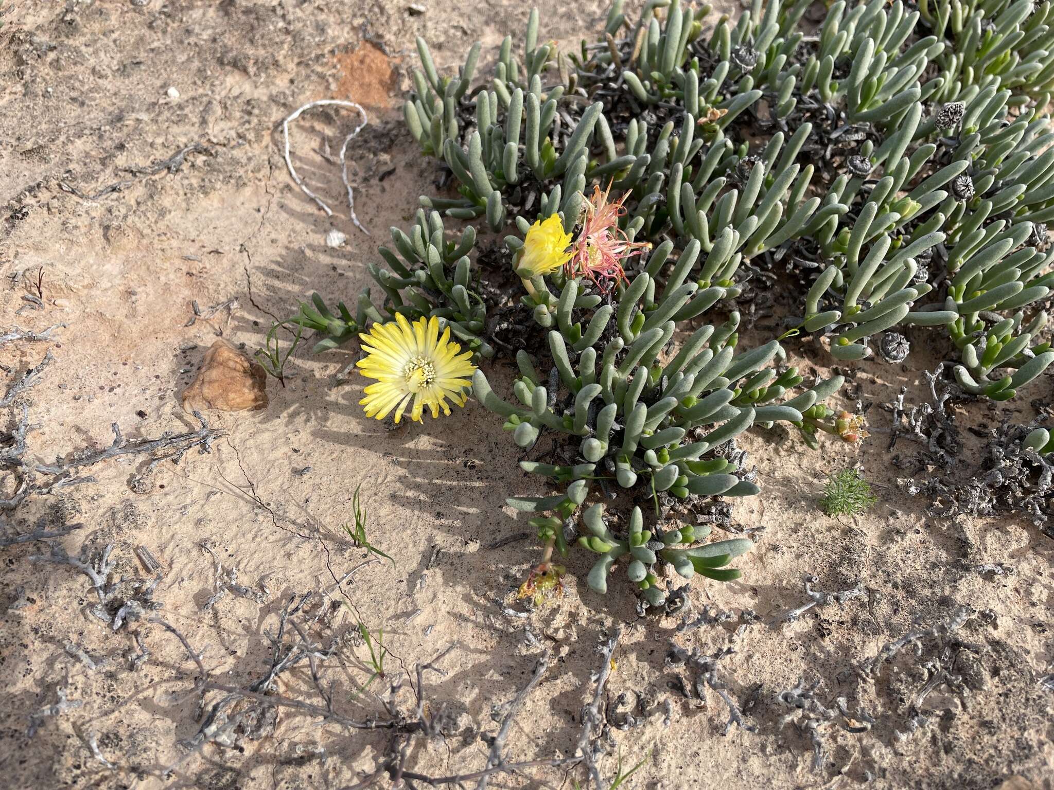 Image of Cephalophyllum framesii L. Bol.