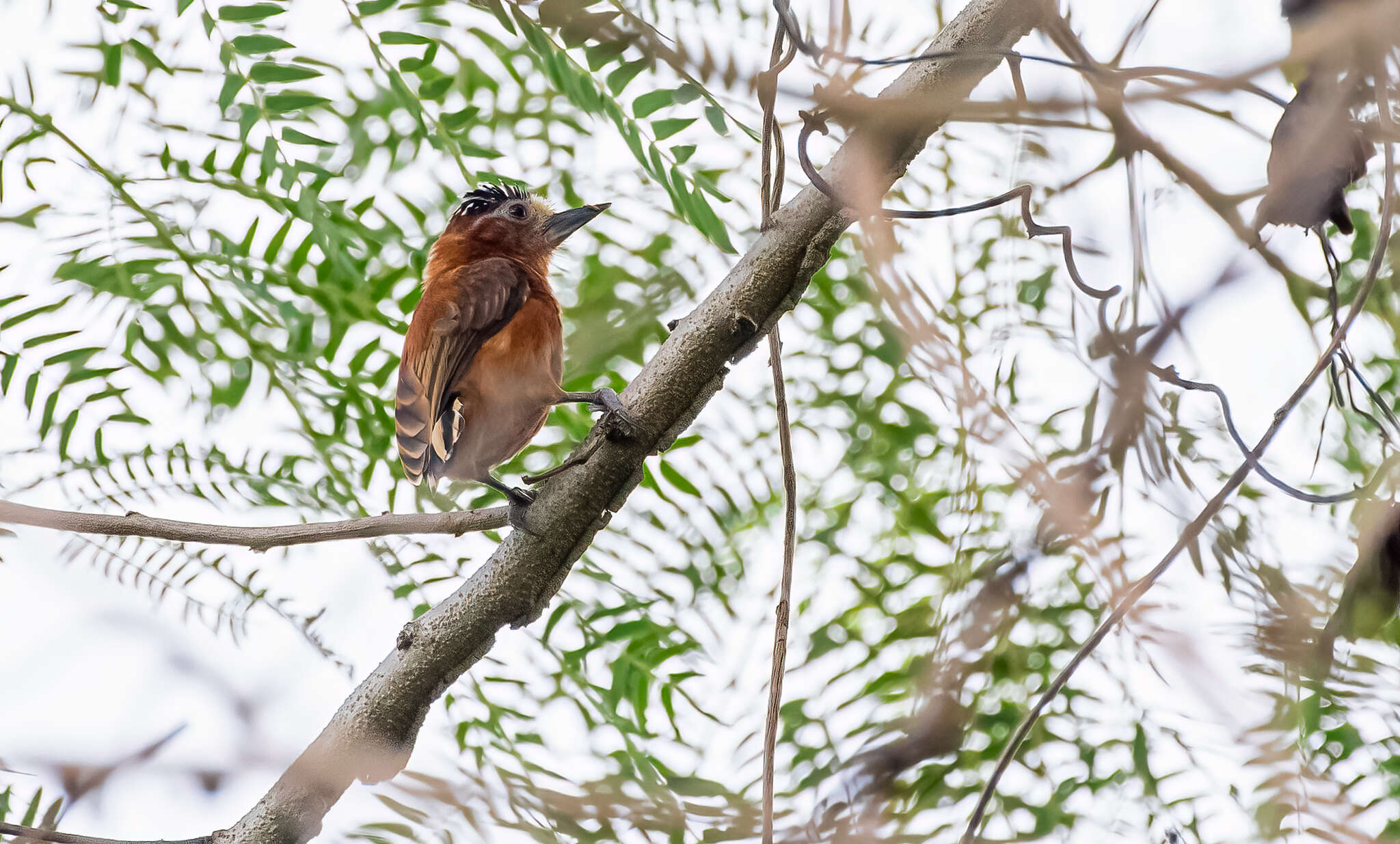 Image of Chestnut Piculet