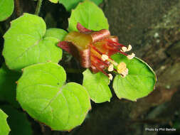 Image of creeping fuchsia