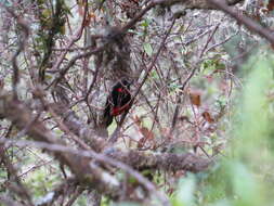 صورة Anisognathus igniventris (d'Orbigny & Lafresnaye 1837)