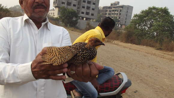 Image of Painted Francolin