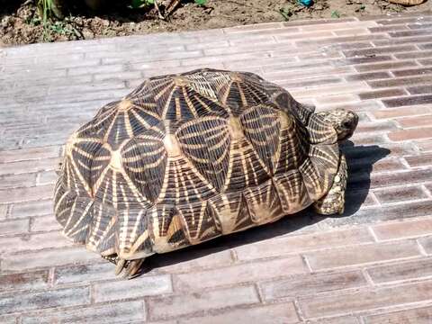 Image of Typical Tortoises