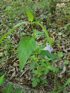 Image of limestone wild petunia