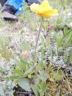 Слика од Ranunculus cardiophyllus Hook.