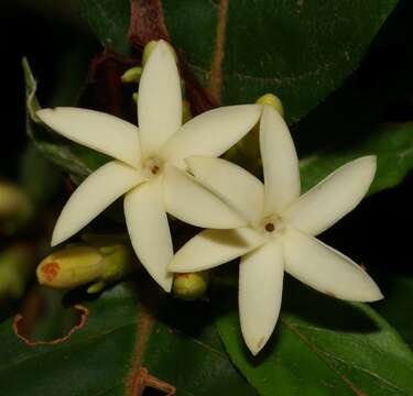 Image of Amaioua guianensis Aubl.