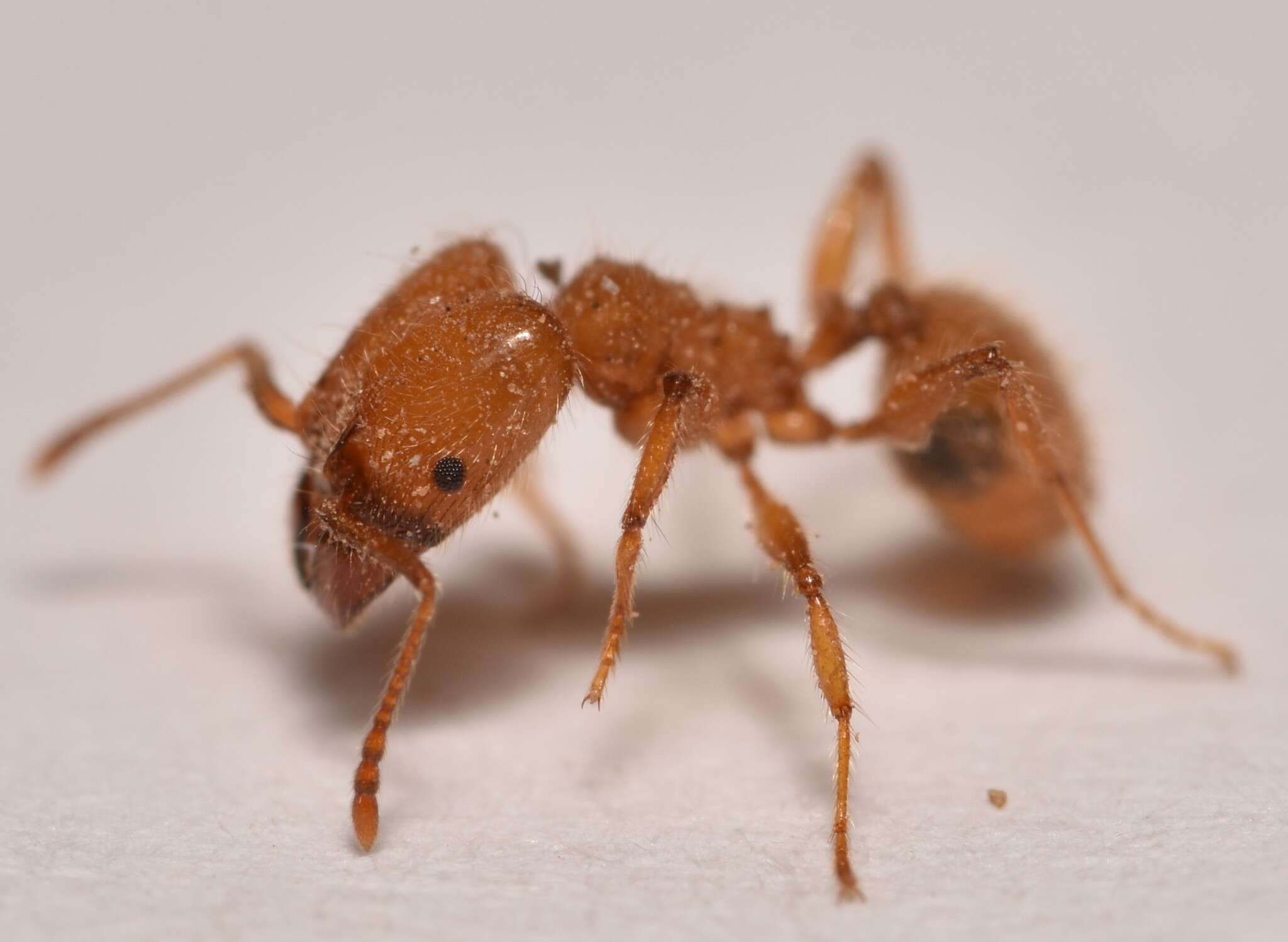 Image of Pheidole porcula Wheeler 1908