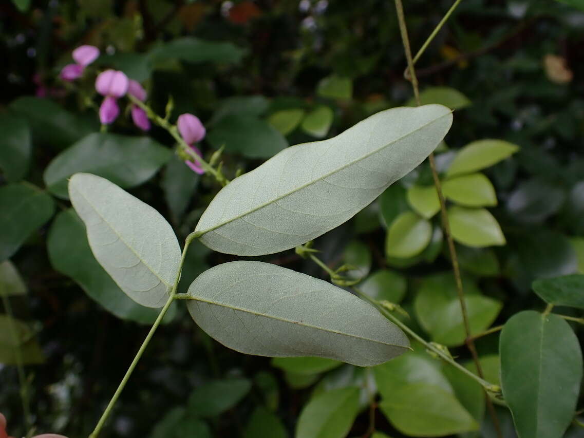 Image of Galactia tenuiflora (Willd.) Wight & Arn.