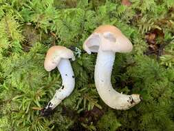 Hygrophorus pudorinus (Fr.) Fr. 1836的圖片