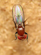 Image of Chymomyza procnemoides Wheeler 1952