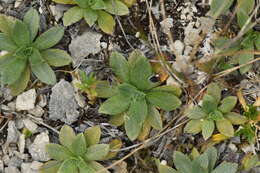 Image of Myosotis colensoi (Kirk) Macbr.