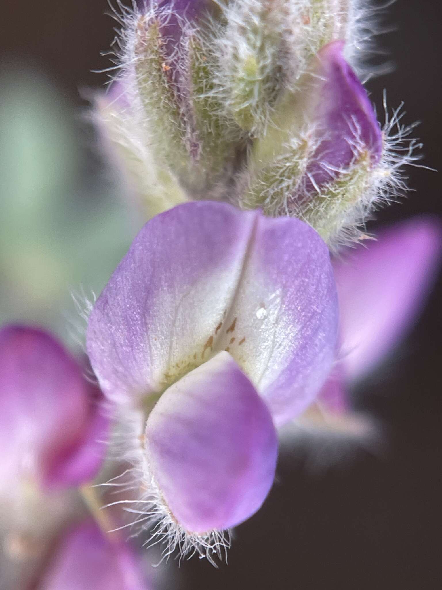 Image of Orcutt's lupine