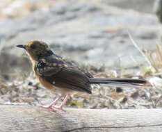 Image of White-rumped Shama