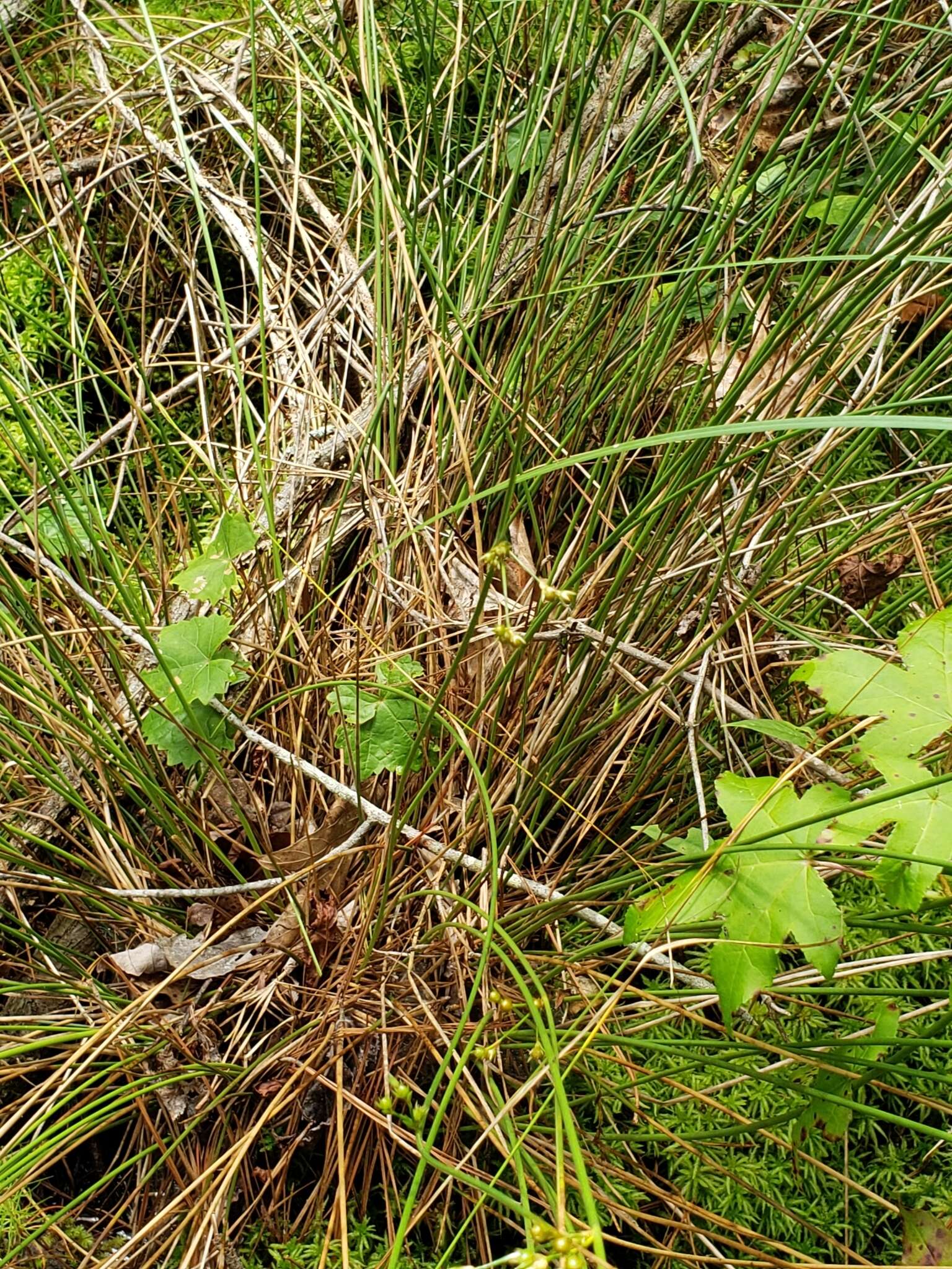 Imagem de Juncus coriaceus Mackenzie