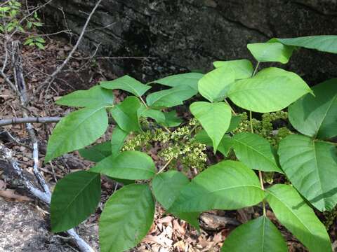 Image of eastern poison ivy