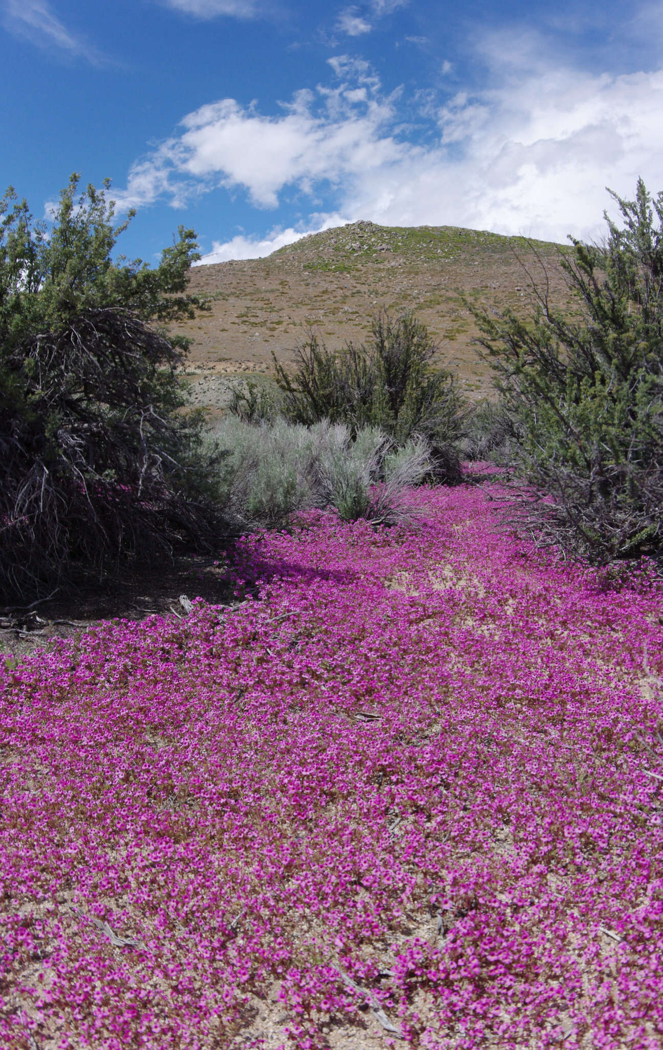 Plancia ëd Diplacus ovatus (A. Gray) G. L. Nesom