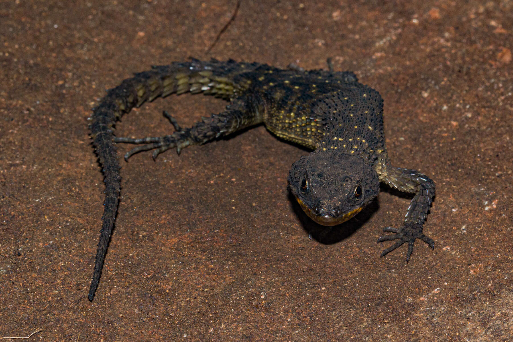 Image de Smaug mossambicus (Fitzsimons 1958)